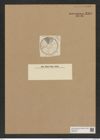 Actinoptychus adriaticus Grun. (de-Toni-Nr.: Genus 227, Species 5557) Zeichnungen Sammlung Grunow Nr. 9585 (NHMW-BOT-W0379401)